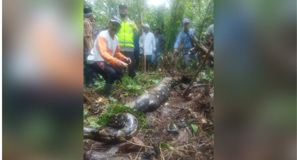 Indonesian Woman’s Body Discovered Inside Python