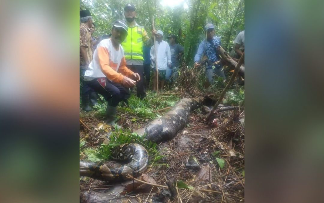 Indonesian Woman’s Body Discovered Inside Python