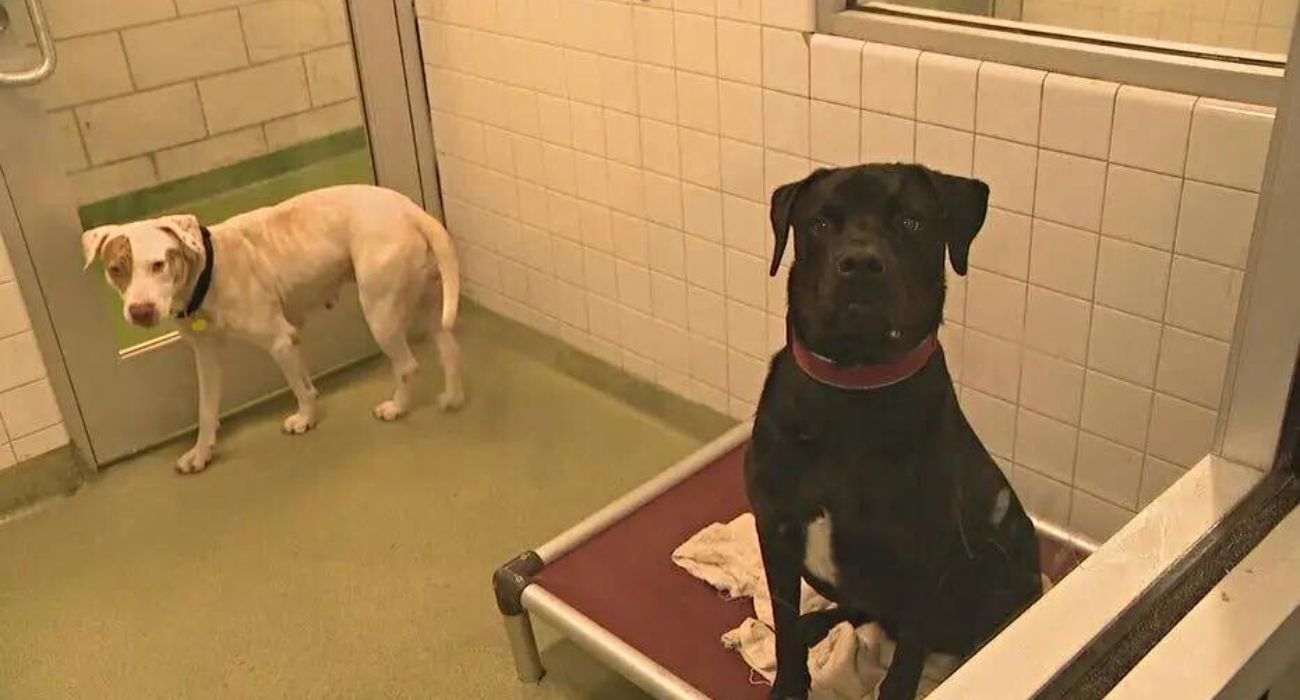 Euthanasia Rates Rise at Dallas Animal Services