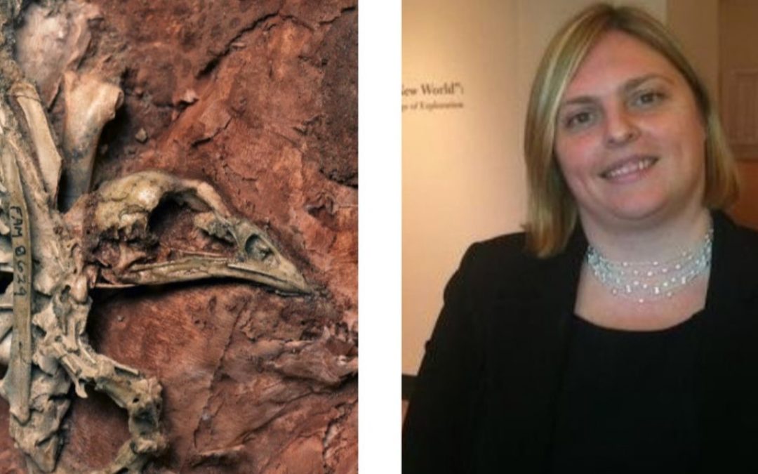 Prehistoric Turkey Found in Museum Archives