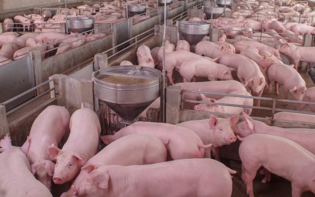 Pork Industry Case Weighed by Supreme Court