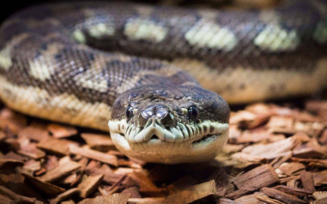 Giant Python on the Loose in Texas Neighborhood