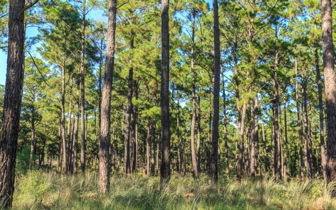 Texas Forests Growing, Thriving, Making Huge Economic Impact
