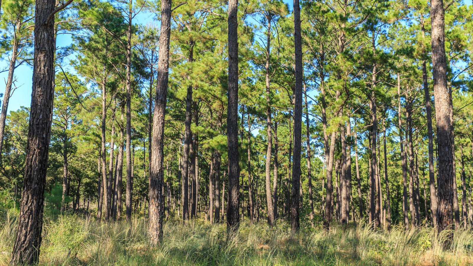 Texas Forests Growing, Thriving, Making Huge Economic Impact