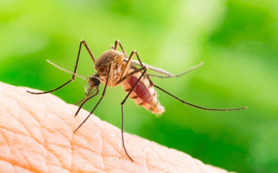 Why Some People Really Are Mosquito Magnets