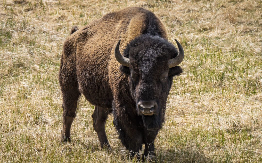 Woman Attacked by Bison Shares Video to TikTok