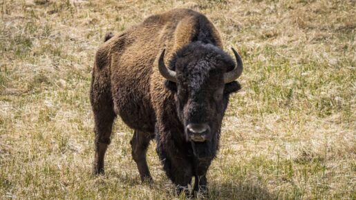 Woman Attacked by Bison Shares Video to TikTok