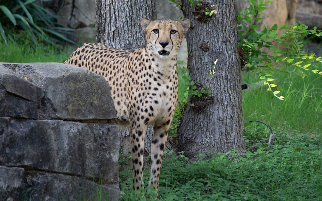 Dallas Zoo Mourns Loss of Cheetah
