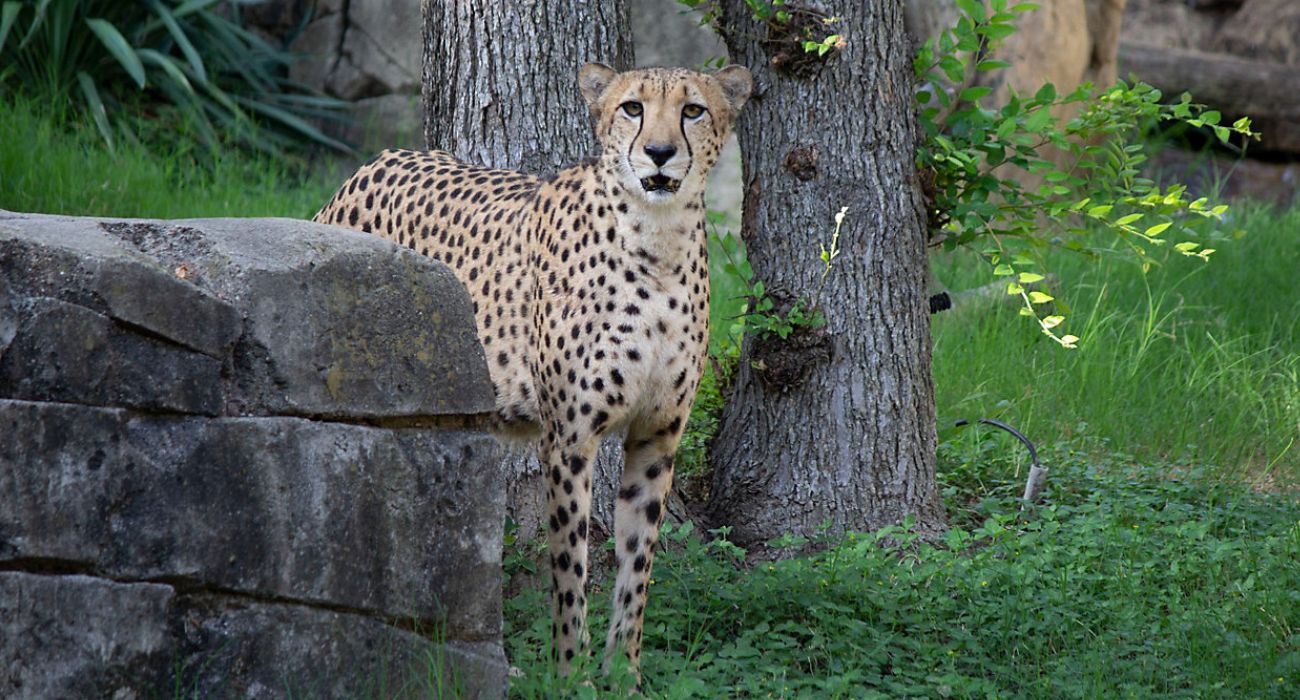 Dallas Zoo Mourns Loss of Cheetah