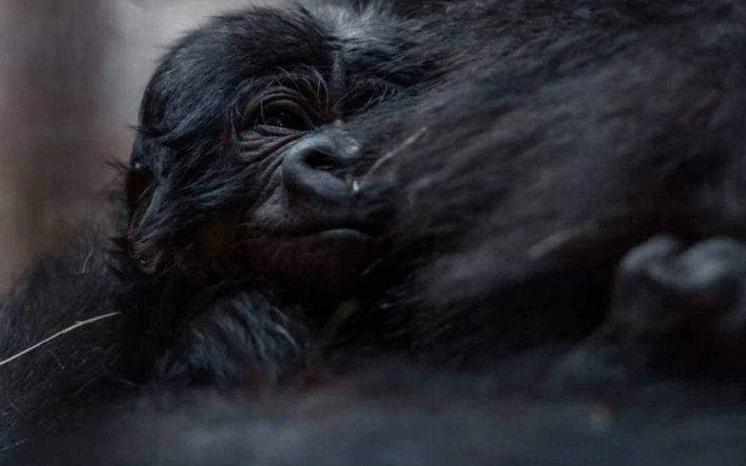 Baby Gorilla Born at Fort Worth Zoo