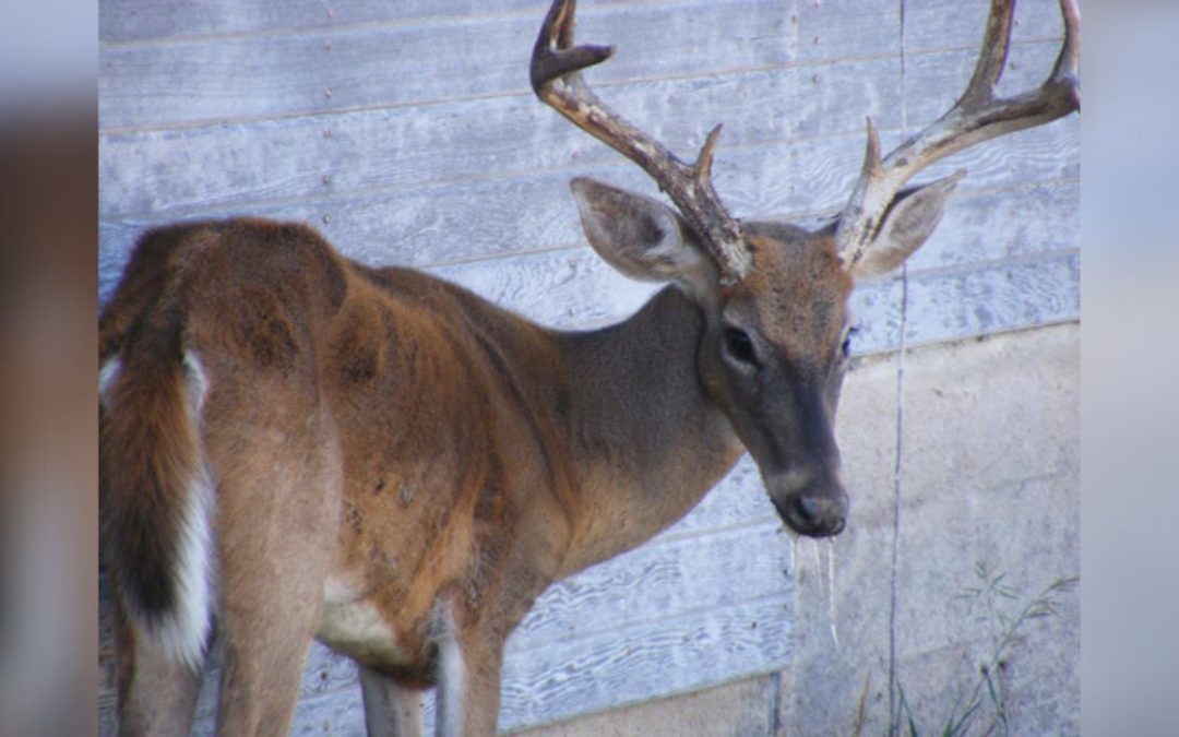 Chronic Wasting Disease Surveillance Zones in Texas
