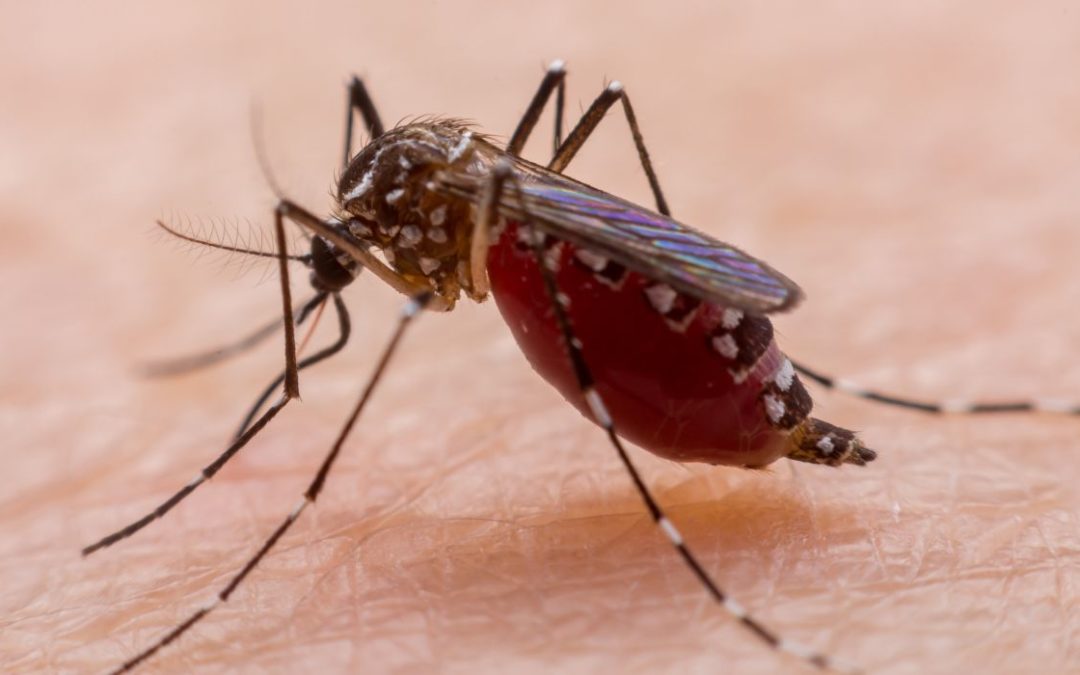 Could North Texas Soon Face Dengue Fever?