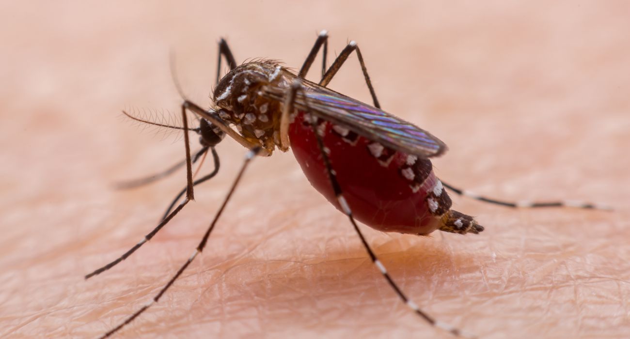 Could North Texas Soon Face Dengue Fever?