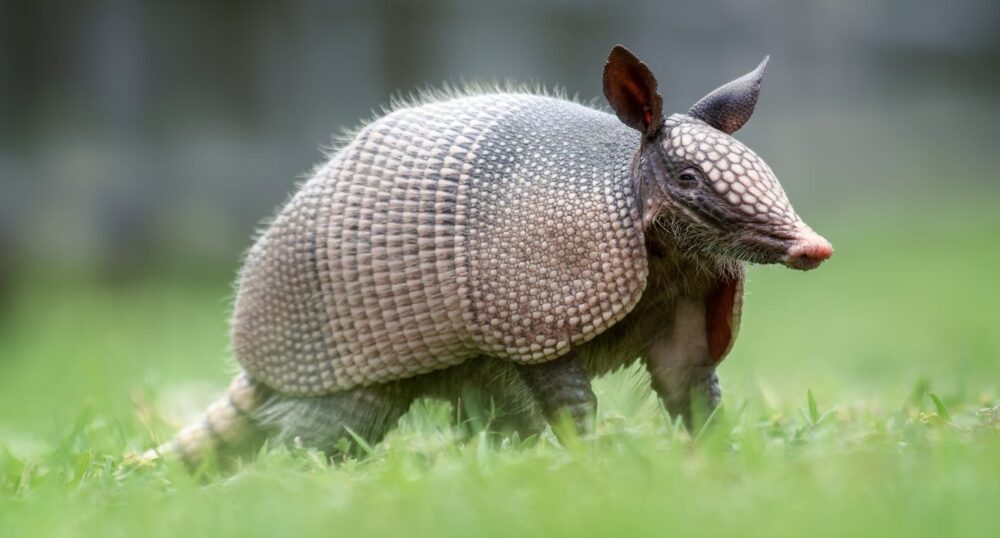 Armadillos Move into Grapevine Apartment Community