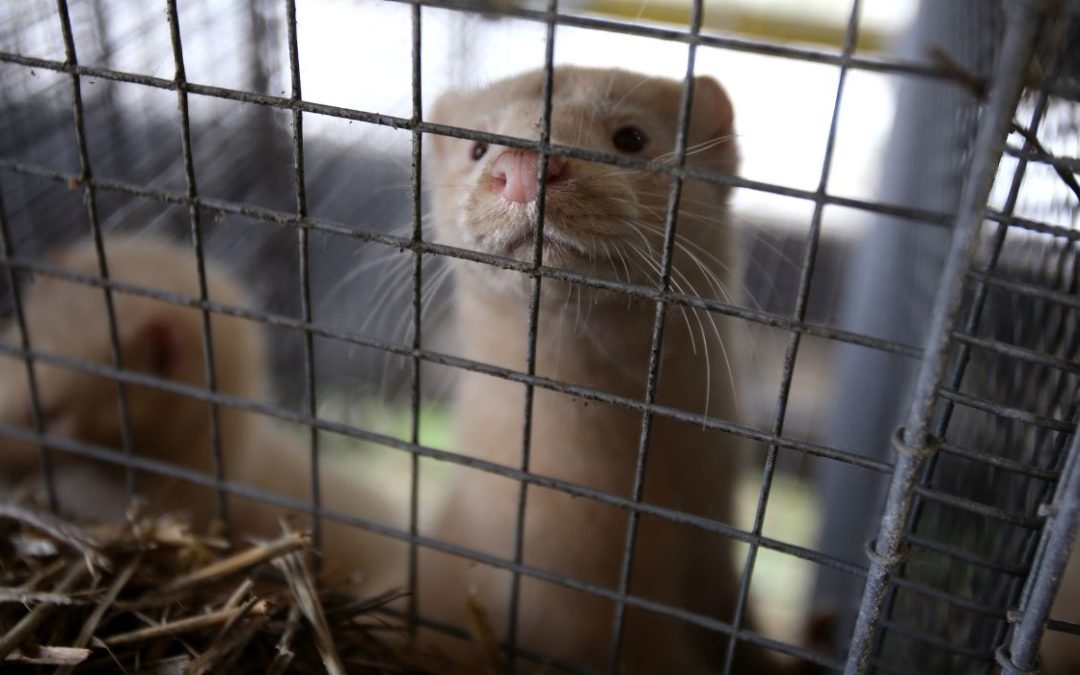 40,000 Minks Allegedly Released by Activists, Hundreds Dead