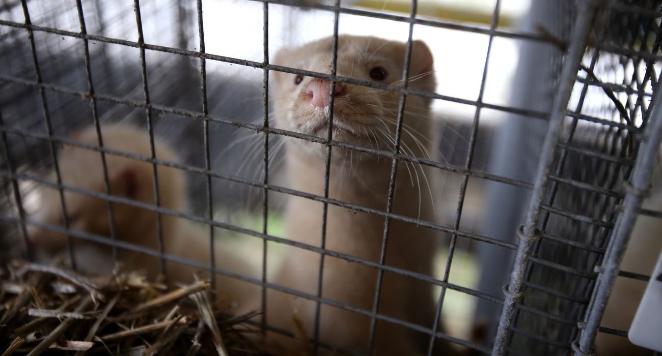 40,000 Minks Allegedly Released by Activists, Hundreds Dead
