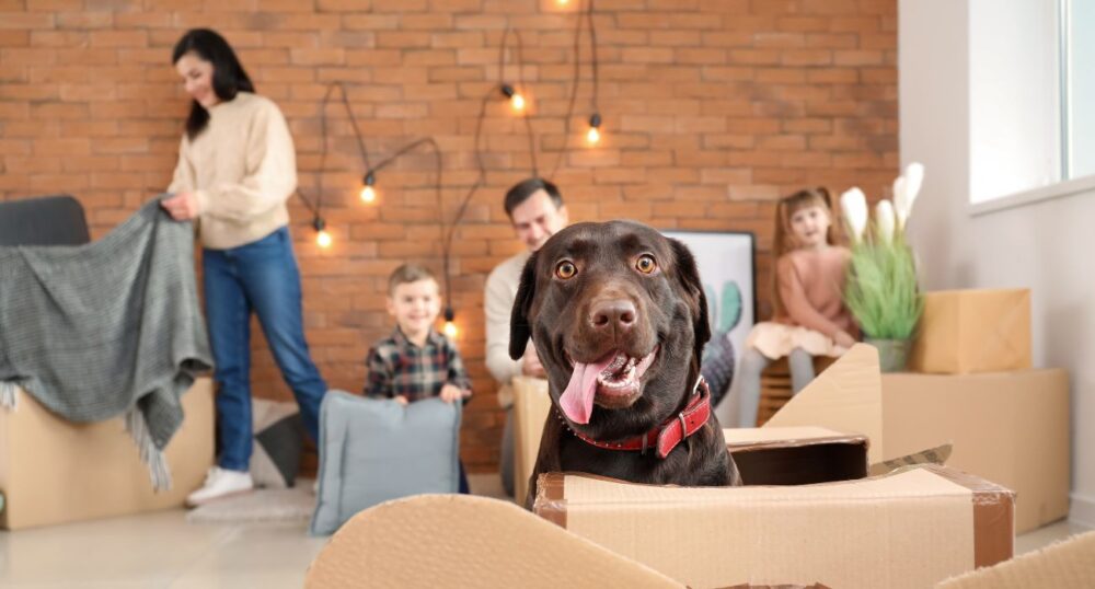 Prep Your Pets for the Big Move