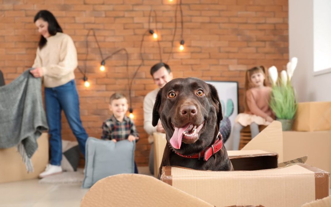 Prep Your Pets for the Big Move