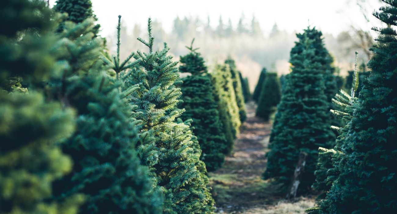 Find the Perfect Christmas Tree for Less