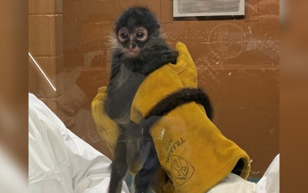 Texas Woman Pleads Guilty to Smuggling Monkey