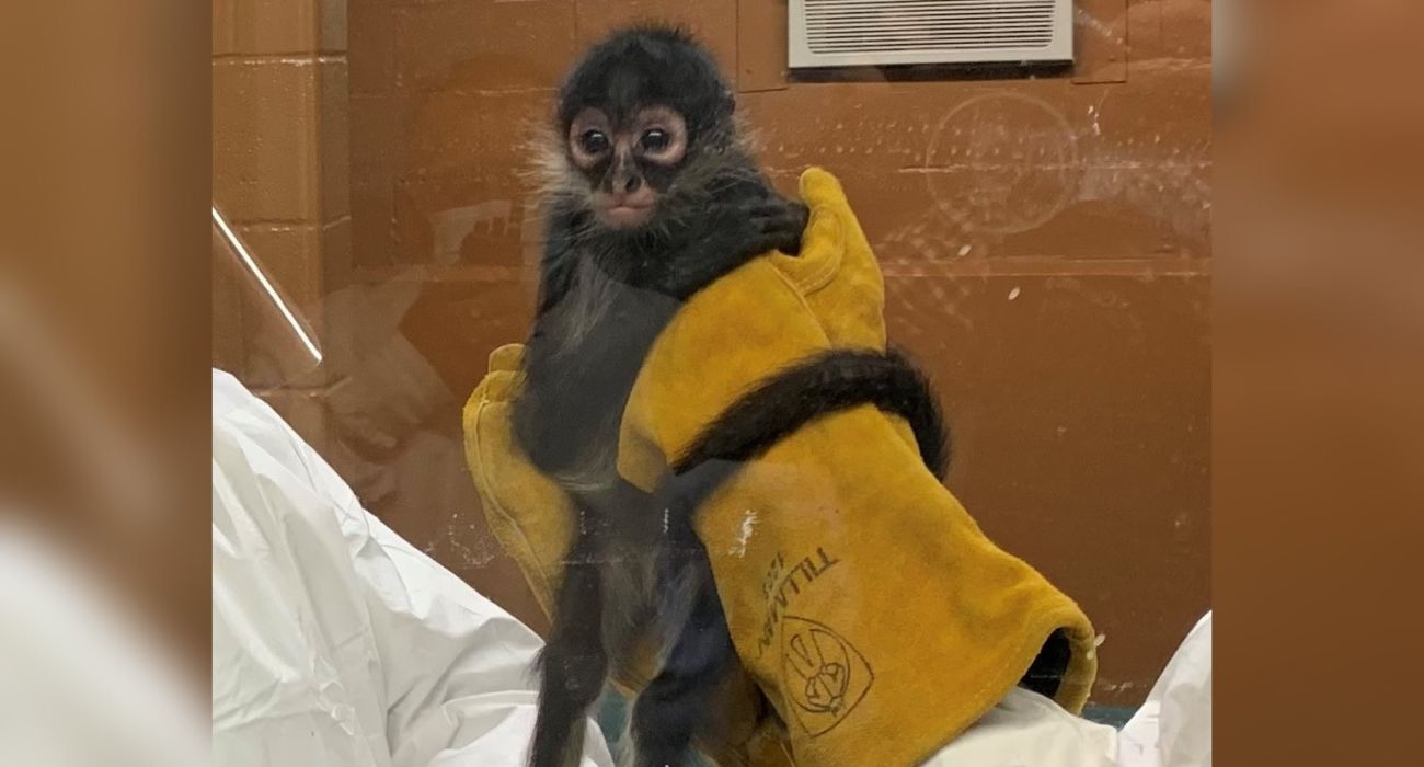 A woman in Texas has pled guilty after being arrested for smuggling an endangered spider monkey into the United States from Mexico.