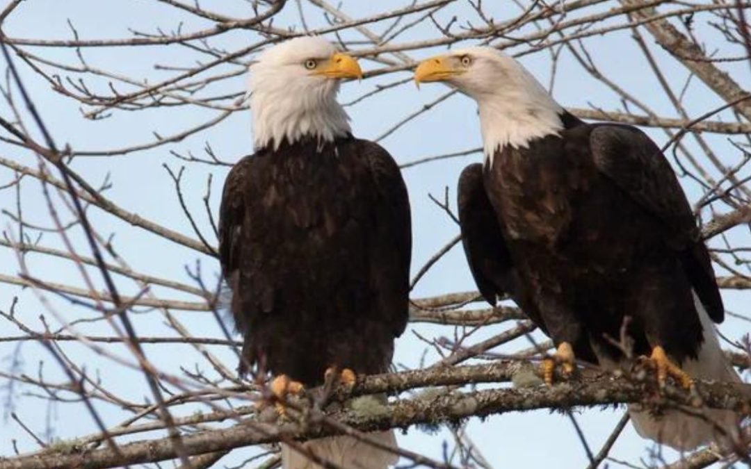 Local Bald Eagle Pair Settling in for the Winter