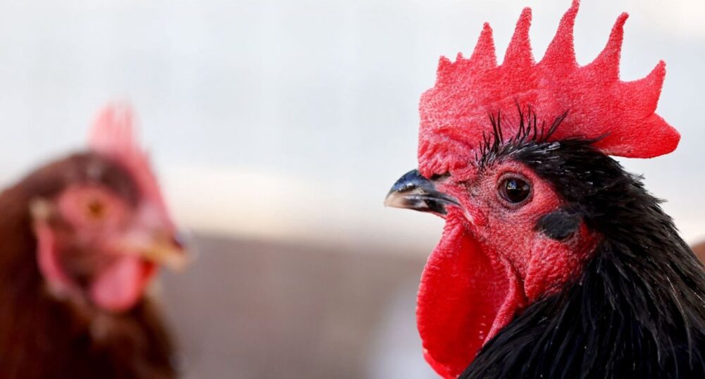 Avian Flu Threat Looms Over Texas Poultry Farmers
