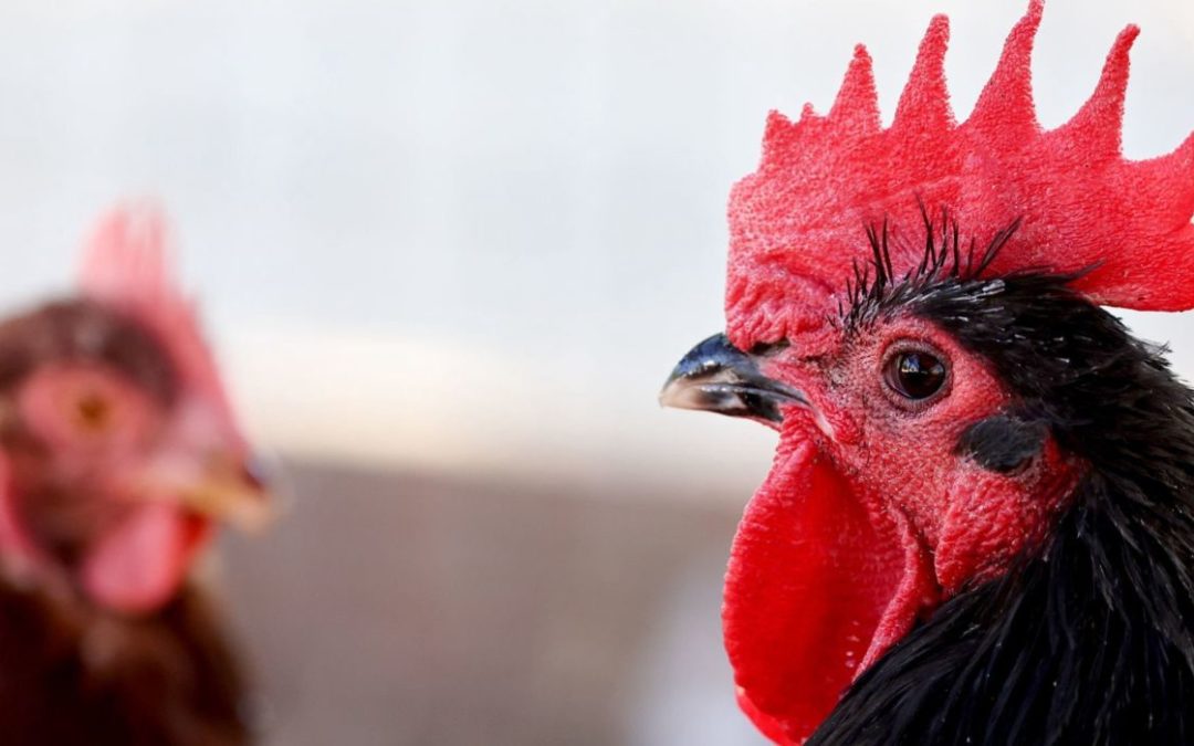 Avian Flu Threat Looms over Texas Poultry Farmers