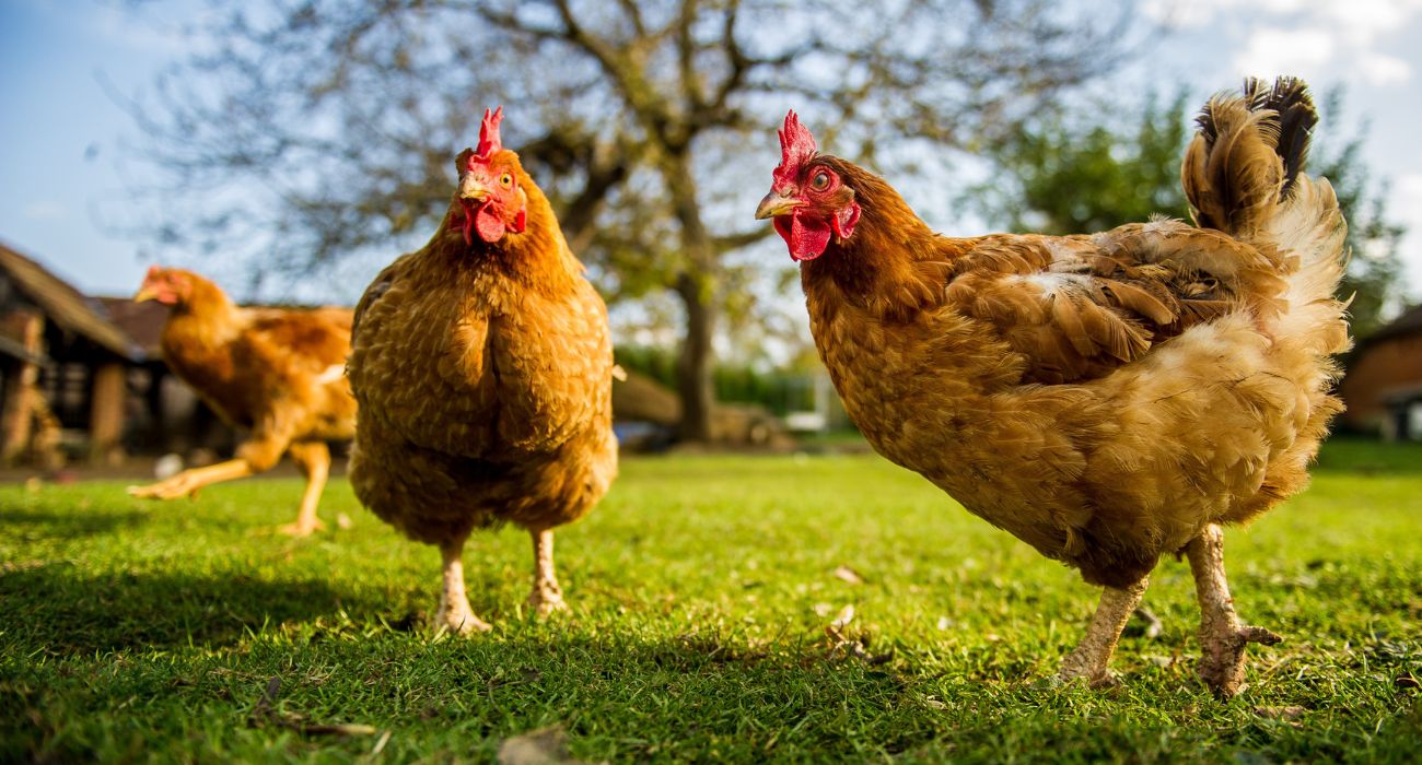 Bird Flu Outbreak Prompts Killing of Millions More Chickens