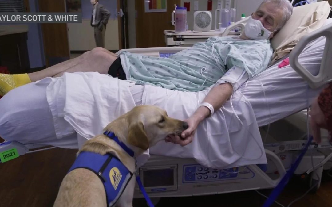 Dogs Join the Staff of Local Hospital