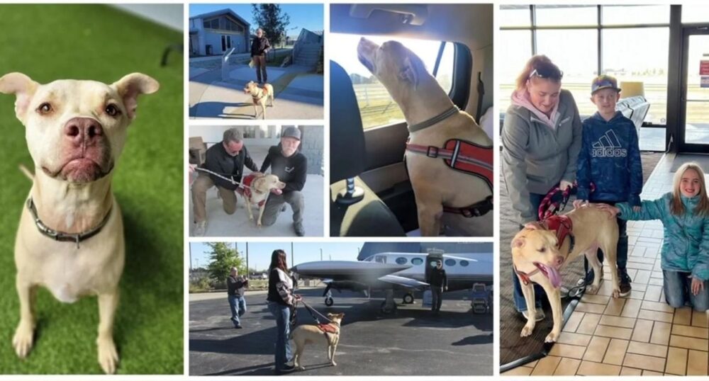 Long-Lost Texas Dog Reunites Family Across the Country