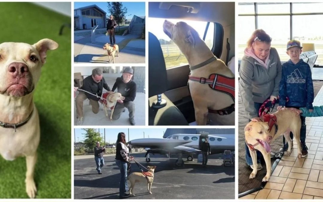 Long-Lost Texas Dog Reunites Family Across the Country
