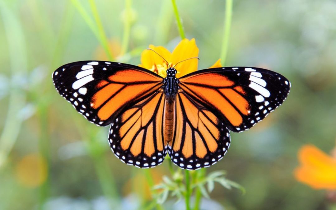 FedEx Aids Monarchs in 1,600-Mile Migration
