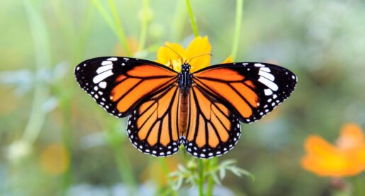 FedEx Aids Monarchs in 1,600-Mile Migration