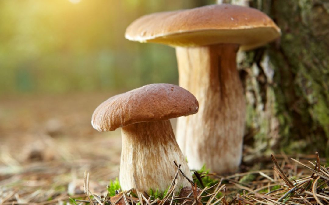 Mushrooms Growing on Texan Consumers