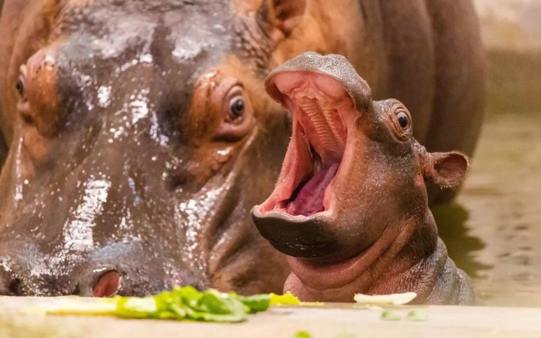 New Baby Hippo Born at Dallas Zoo