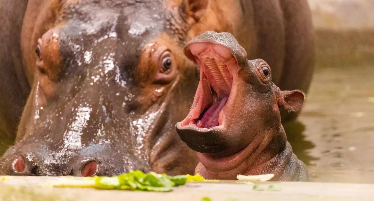 New Baby Hippo Born at Dallas Zoo
