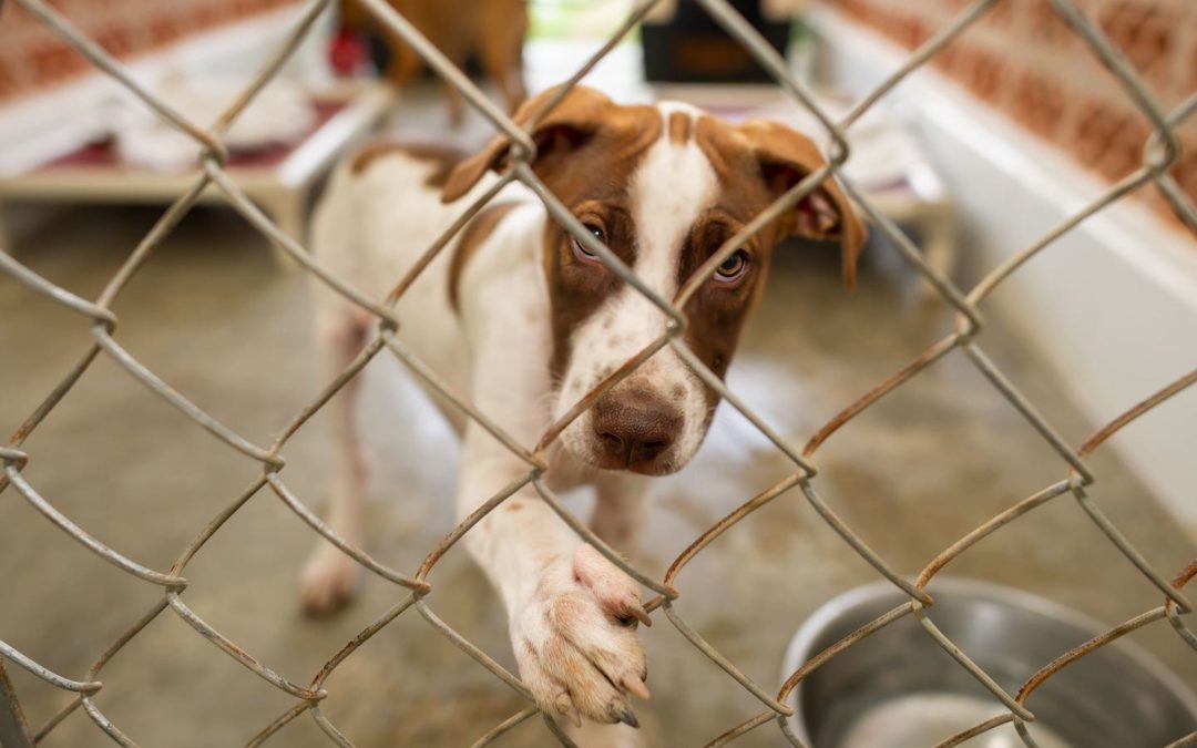 Dog Shelters ‘All Overcrowded’