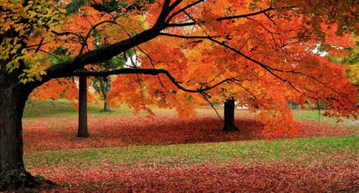 Why Are Texas Leaves More Colorful This Year?