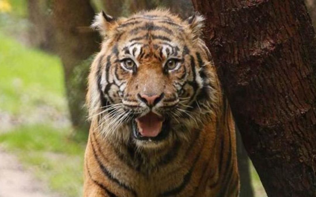 Muere el tigre más viejo del zoológico de Dallas