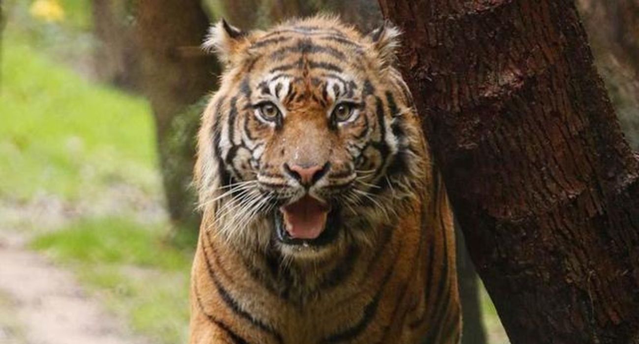 Oldest Dallas Zoo Tiger Passes Away
