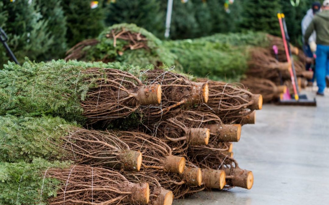 Los tejanos quieren árboles de Navidad recién cortados