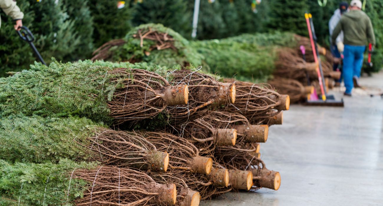 Texans Want Fresh-Cut Christmas Trees