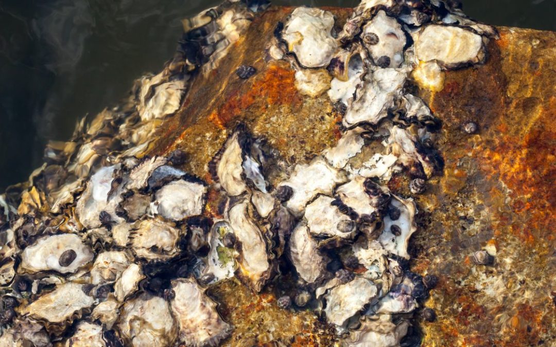 Texas Fishery Closed, Oysters Recalled