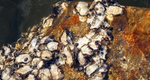 Texas Fishery Closed, Oysters Recalled