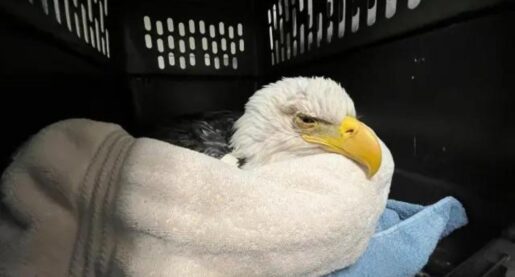 Bald Eagles Reportedly Poisoned in Minnesota