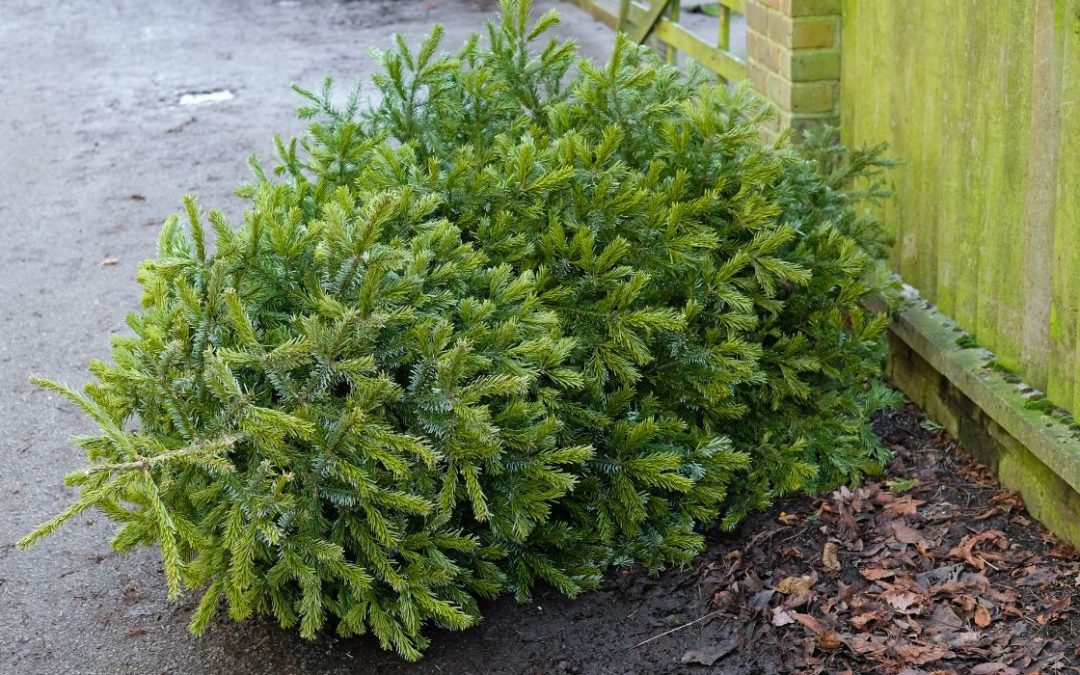 How to Dispose of Real Christmas Trees