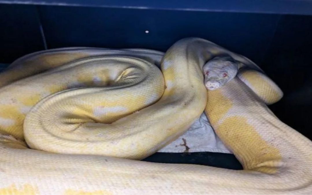 16-Foot Python Caught After Months