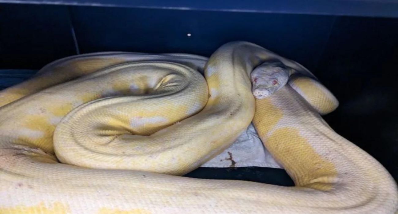 16-Foot Python Caught After Months