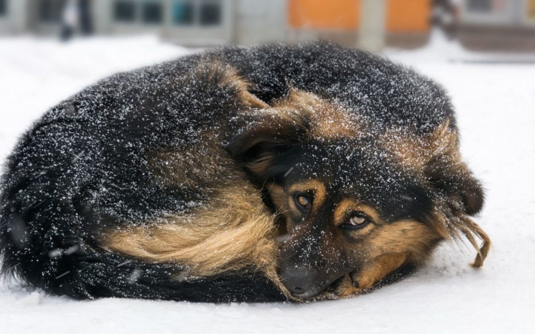 Pets Left in Cold Prompt Increased Calls